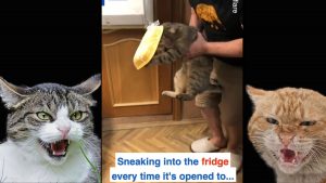 Read more about the article Cats Stealing Food Pictures